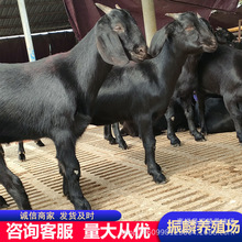 现在黑山羊行情 黑山羊羊羔价格 努比亚黑山羊养殖