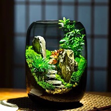 【青山】苔藓植物微景观生态缸创意盆栽摆件真植物桌面景观厂家发