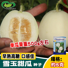 千玉雪玉甜瓜种子 早熟酥脆多汁水果香瓜白甜瓜种籽 基地用水果孑