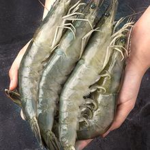 大蝦鮮活海鮮新鮮青島特大基圍蝦冷凍速凍蝦類海蝦對蝦大海鮮水產