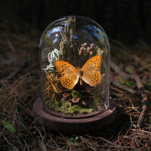 New Butterfly Specimen Decorative Ornaments Insect Glass Cover Micro Landscape Ecological Dried Flower Theme Display Ornaments