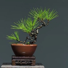 黑松盆景微型小盆栽阳台办公桌上绿植庭院景观盆景造型黑松树苗