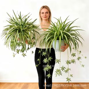 �羳�����m֩��Gֲ���Դ����҃��b��[���͏d��ؘ������ֲ��