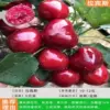 Labins [8-year-old seedlings, thickness 3cm] with soil balls now dug and grown +111cm (inclusive)-140cm (inclusive)