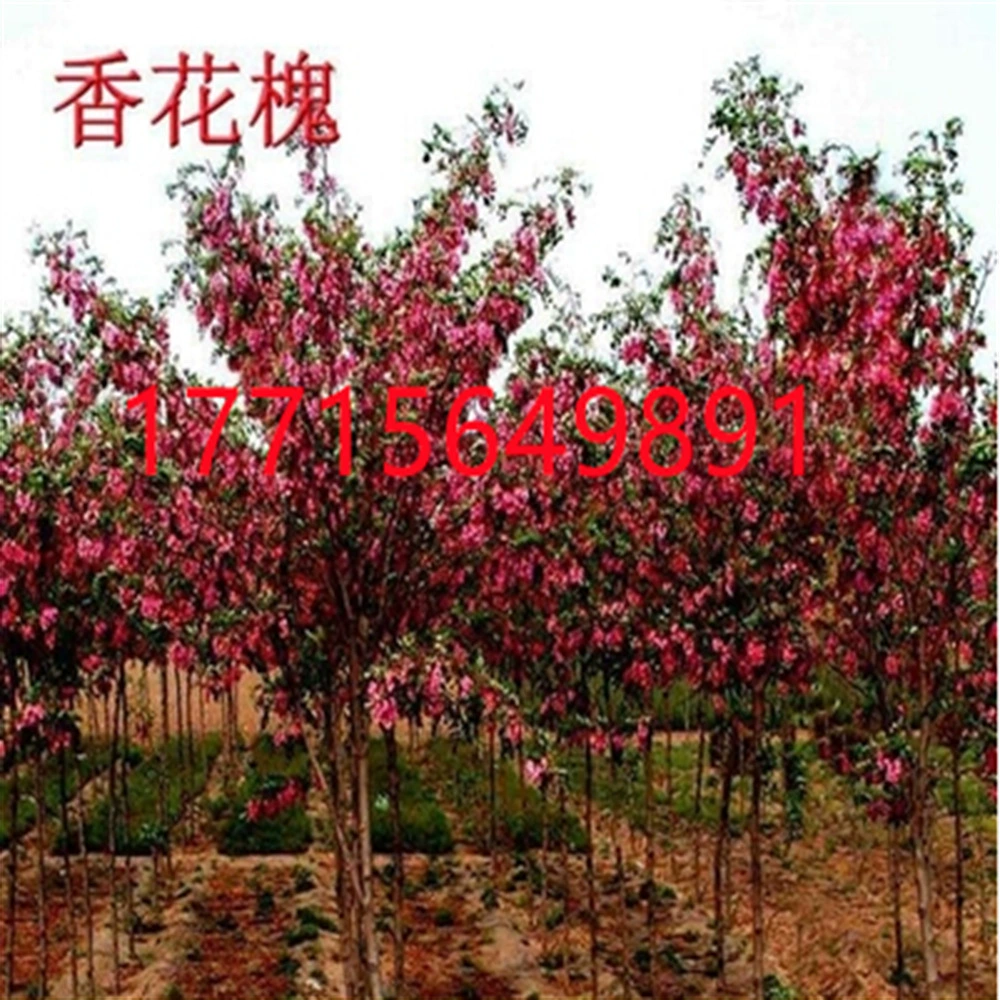 Холодостойкий съедобный саженец акации Богатое дерево Софора японская саженец Софора японская цветок в горшке садовое растение Акация японская Саженец