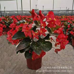 Large-Flowered Begonia Flower Potted Plant, Flower Viewing Ground Cover Seedlings, Living Room Balcony Garden Flower Mirror Green Plants