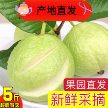 广西现摘白心芭乐番石榴 新鲜热带当季5斤装一整箱包邮产地直发批