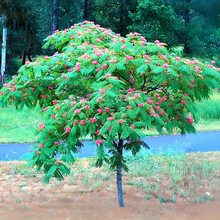 һ�����l�Ϛg������q�����е��L�����ͥԺ�ͺ������̾G���Nֲ