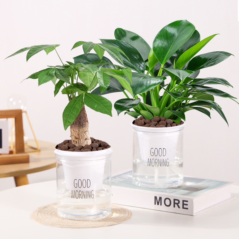 [특가] 골든다이아몬드 + 머니트리(굿모닝 세면대) + 영양액