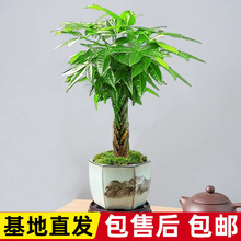 小辫子发财树迷你盆栽植物摆件办公室内桌面花卉盆景绿植四季常青