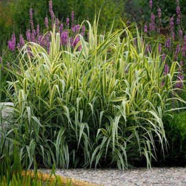 花叶芦竹水生植物池塘河道湿地公园公路绿化造景水培花卉花叶芦苇