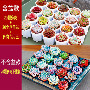 ����ֲ�����������ײͺ��莧�����w���B����ֲ��M���׻��҃����l