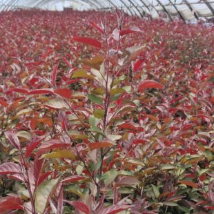 ɽ����С�� ɽ���ӠI�B����  ɽ���Ә���  �G�������� �t�~ɽ����