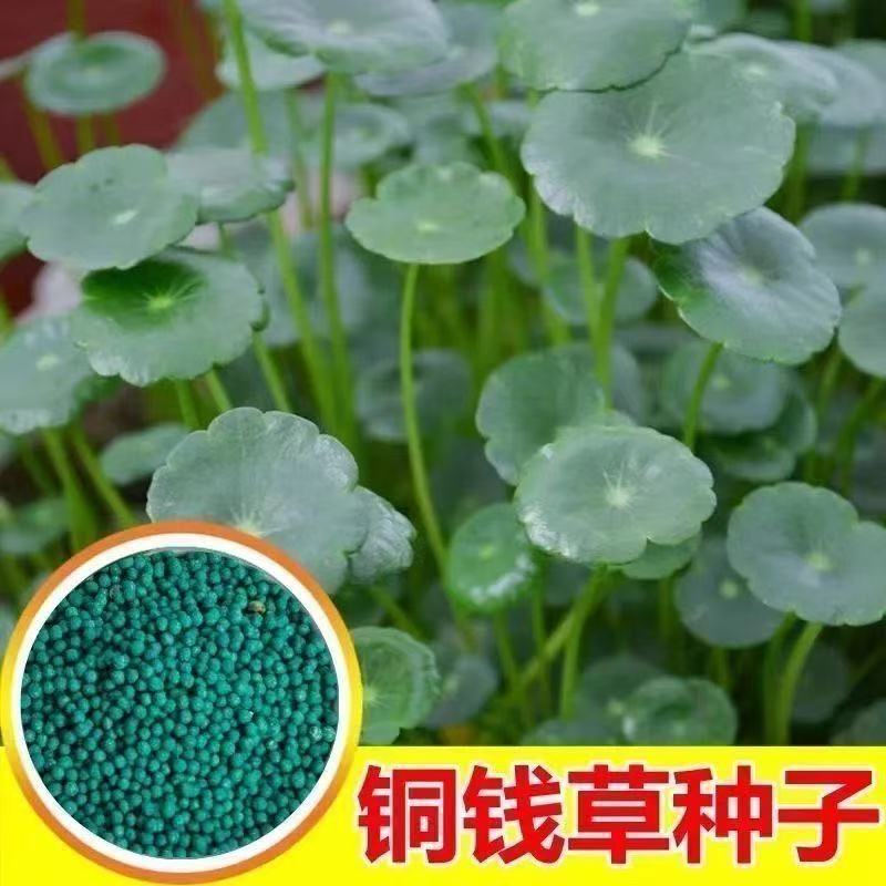 Copper Money Grass Seeds Are Green All Year Round. Money Grass Seeds Can Be Grown in Water and Soil. Potted Garden Greening Plants Are Easy to Grow and Live