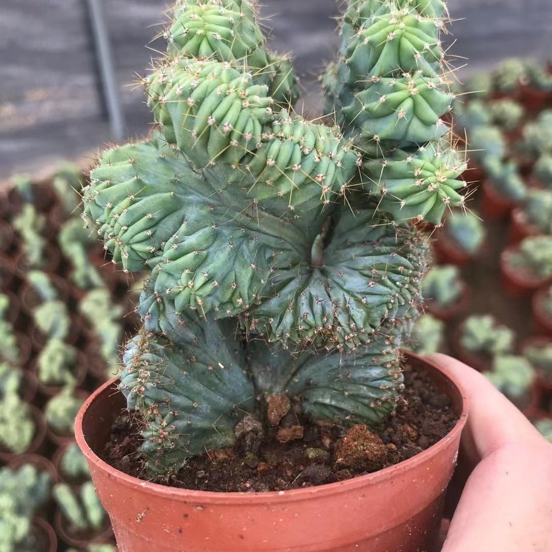 龙神木缀化  掌形植物 多肉植物盆栽  基地批发