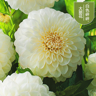 花のダリアの花はボールを植えます。|undefined