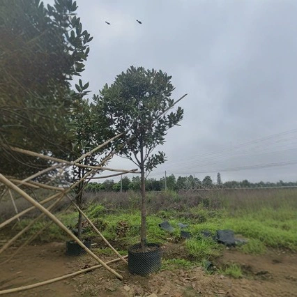 2404 Оптовая поставка садовой основы риса магнолии диаметром 10cm