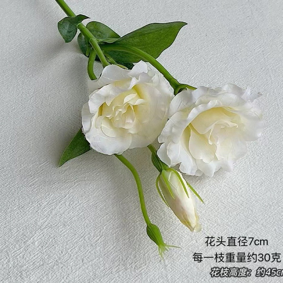 Linglong Eustoma grandiflorum [화이트]