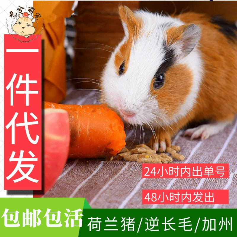 Поколение голландской свиньи обратный волос живой питомец морская свинка живая морская свинка голландский кролик голландская крыса живой питомец