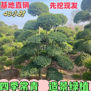 Water Wax # Ligustrum Multi-Headed Shaped Tree # Small-Leaved Ligustrum Balls, Single-Stemmed Small-Leaved Ligustrum, Premium Seedlings.