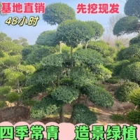 Водный воск # Многоголовое дерево Ligustrum # Шары из мелколистного лигуструма, одностебельный мелколистный лигуструм, премиальные саженцы.