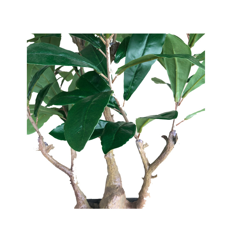 XRS-067 7#杨梅叶7#盆栽0 (8).jpg