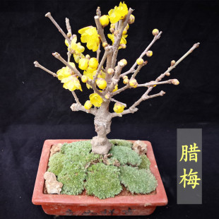 �D÷���������ԝ����������D÷�޽��Ϙ����辰�����������ͺ�ֲ��