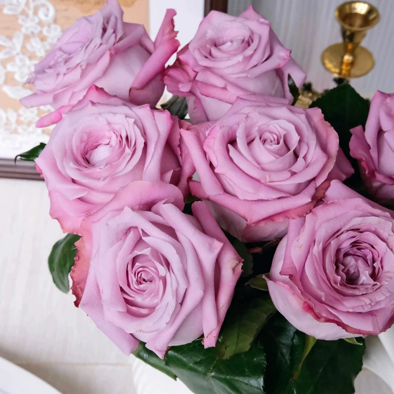 Дропшиппинг рассады роз Bihai/Maritim, горшечных цветов, цветов для балкона и двора.