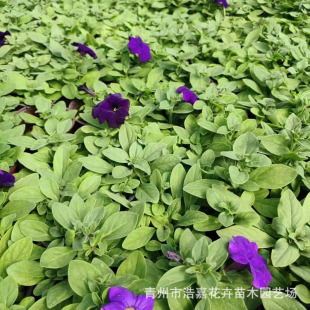 Multi-Color Petunia Seedlings Potted Plants Qingzhou Flower Seedlings Park Courtyard Planting Flower Potted Plants a Variety of Petunias
