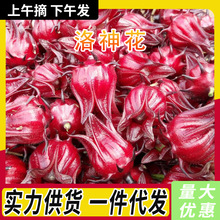 精选洛神花新鲜采摘1-5斤大朵玫瑰茄整箱现摘现发整朵可泡水泡茶
