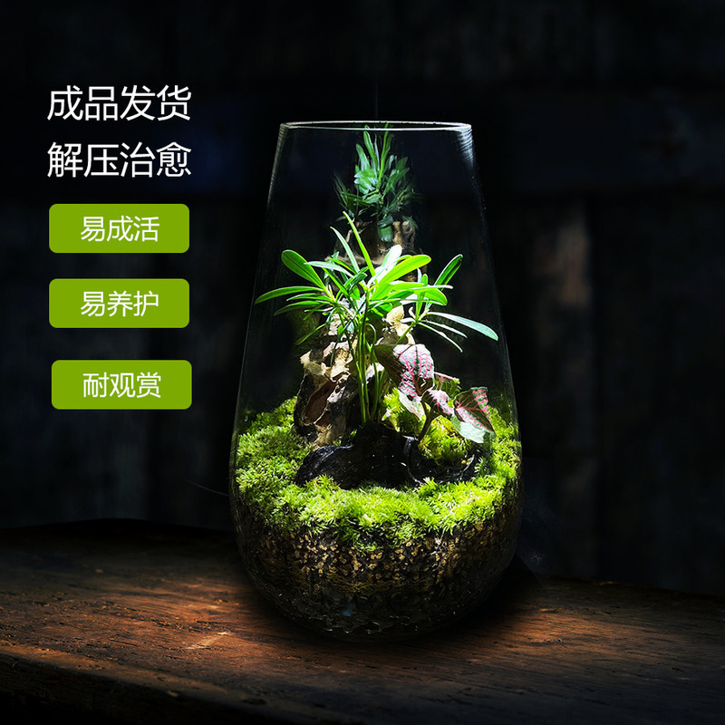 [Yougu] Fun Ecological Micro-Landscape Green Plants, Landscaping Plants, Desktop Decoration Small Ornaments, Finished Potted Plants, Easy to Maintain
