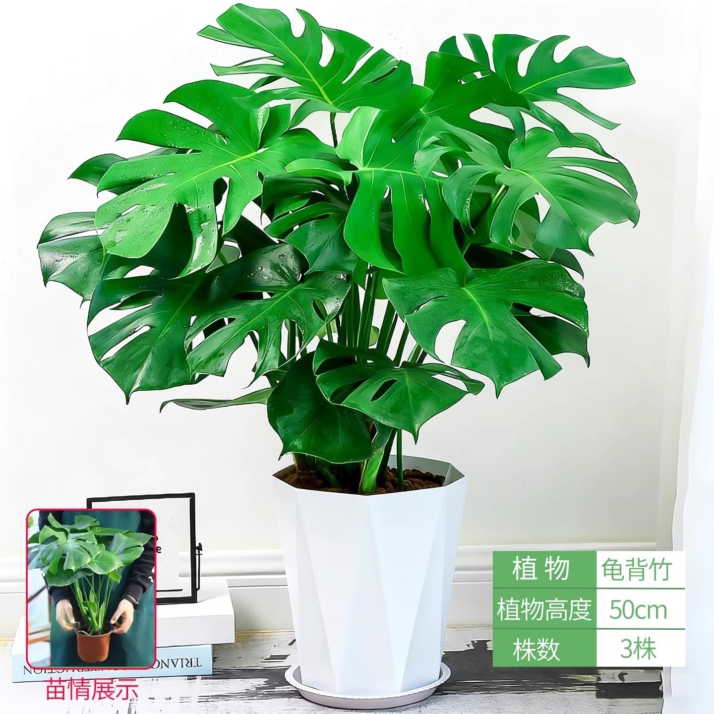 Monstera deliciosa [height about 50cm] + diamond pattern flower pot