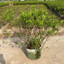 ë�N����ë���N����ë���ľ�ͥԺ�e������G�����̴��N��