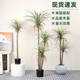 仿真丝兰树盆栽剑麻盆景仿真绿植高级感家居装饰仿真植物工厂批发