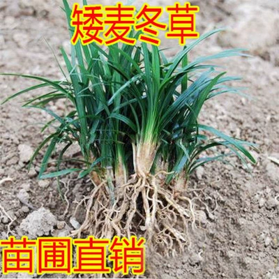 Yulong Grass Рассада Устойчивый к холоду Трамплу Устойчивый к холоду Четыре сезона Зеленая вилла Двор Газон от Jin Japan Карлик Пшеничная Зимняя трава