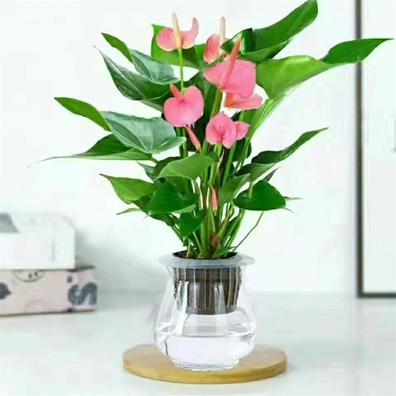 С порошком для доставки цветов Пальмовая вода культура растение цветок в горшке красная Пальма белая пальма в помещении водное разведение цветущее зеленое растение прямые продажи