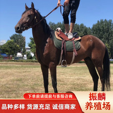 �ȷ��T���Rƥ �T���R�r�� �ɹ��R ��Ѫ�R ��Ѫ�R ��c���R