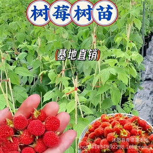 ����ֱ�N����Y���t��ݮ�� �p���t��ݮ �A�|�������� ������