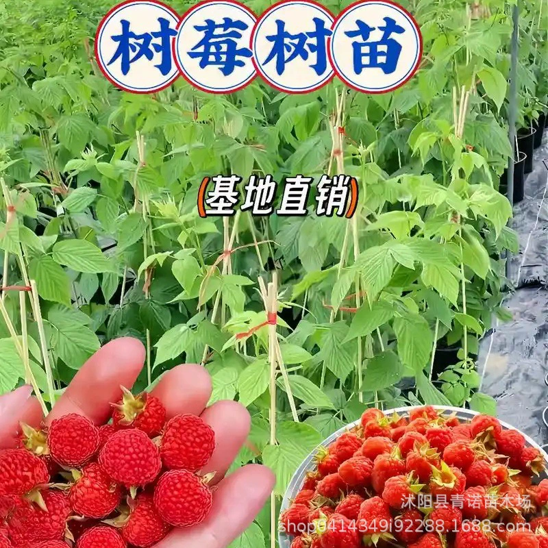Базовые прямые продажи саженцев красной малины в текущем году двухсезонные саженцы красной малины в Восточном Китае могут быть в горшках