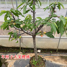 带果带土车厘子树苗樱桃树苖盆栽地栽南方北方庭院种植果苗樱桃树