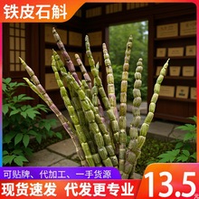 新鲜云南铁皮石斛鲜条霍山鲜石斛胶质浓郁仿野生可做枫斗直播代发