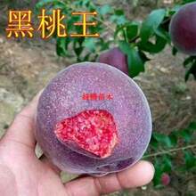 新品种黑桃王桃树苗黑桃皇后树苗嫁接桃树果苗南北方种植当年结果