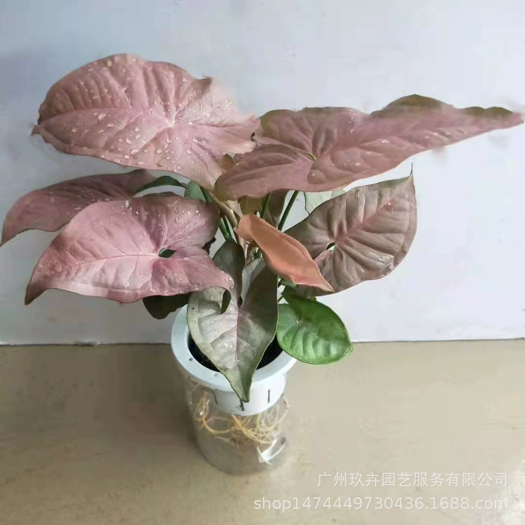 Гидропонная красная розовая красота Наблюдение за листьями Комната для растений в горшке Офисный Рабочий стол Четыре сезона Маленькое зеленое растение Легко жить и поднимать