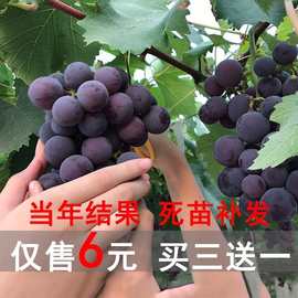 巨峰葡萄树苖当年结果葡萄大果树果苗北南方种植树爬藤苗盆栽地栽