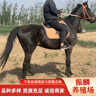 ��Ѫ�R ��������T���R �ʘ����R ���R �����T���R