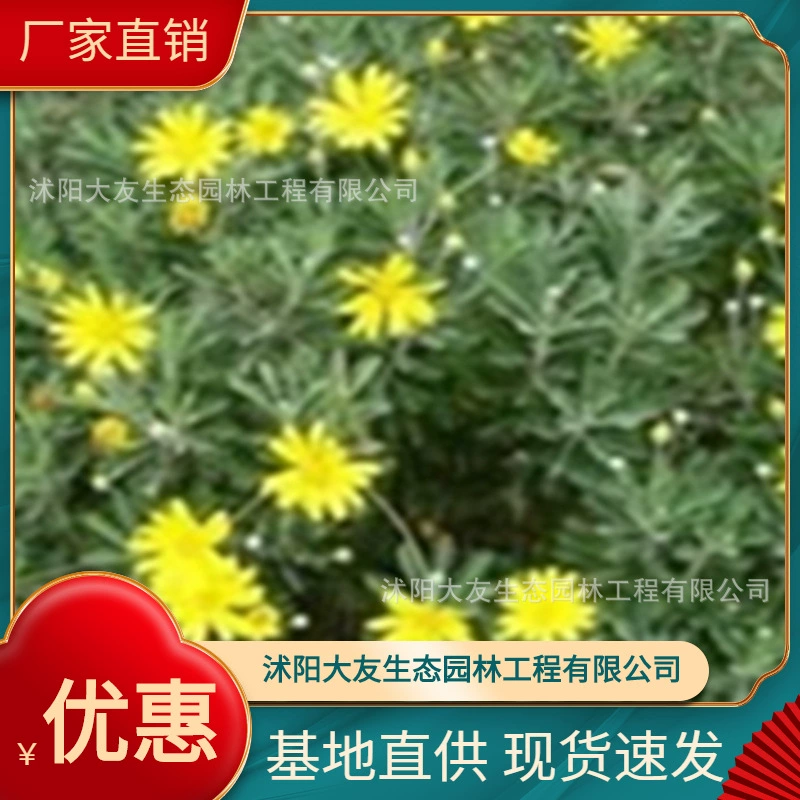 Золотая Хризантема База Оптовые сорта собственного производства Полные живописные Ландшафтные инженерные озеленение рассады