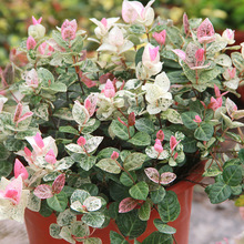 ���~�jʯ�������Բ��~�jʯ���m�ļ������͟��ͺ�ֲ��ͥԺ�Gֲ����