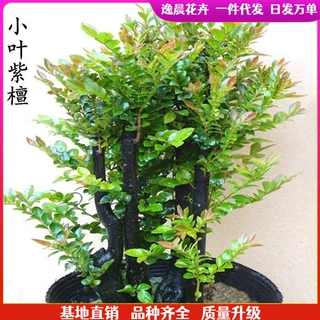 小叶紫檀树苗紫檀盆景四季常青植物观叶花卉盆栽四季好养盆景