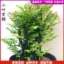 盆栽植物小叶四季盆景