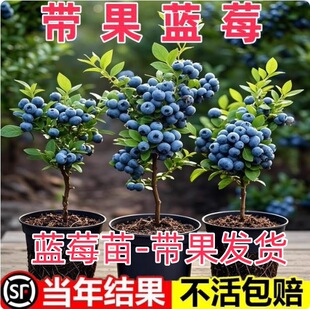 �{ݮ����玧�����{ݮ���ϱ����Nֲ�����ش��̨���Ԙ��箔��Y��